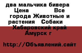 два мальчика бивера › Цена ­ 19 000 - Все города Животные и растения » Собаки   . Хабаровский край,Амурск г.